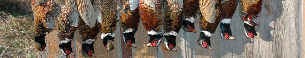 Nebraska Outfitters – Merriam’s Turkey Hunts, Trophy Whitetail Deer, Waterfowl Hunts, Pheasant Hunts