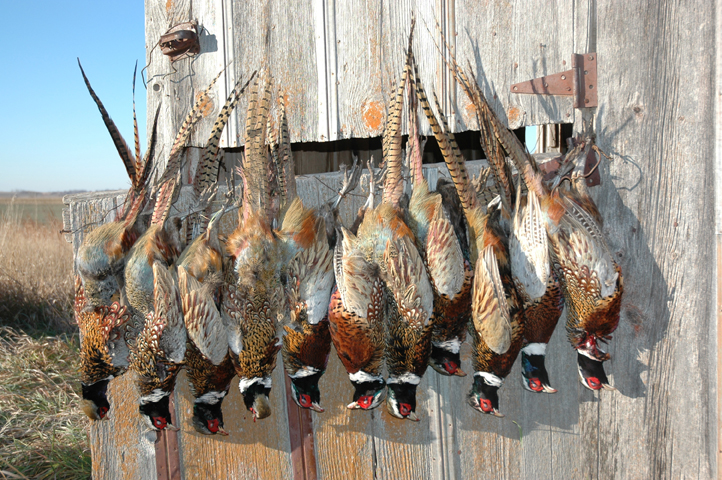 Pheasant Hunting In Nebraska - 855-472-2875